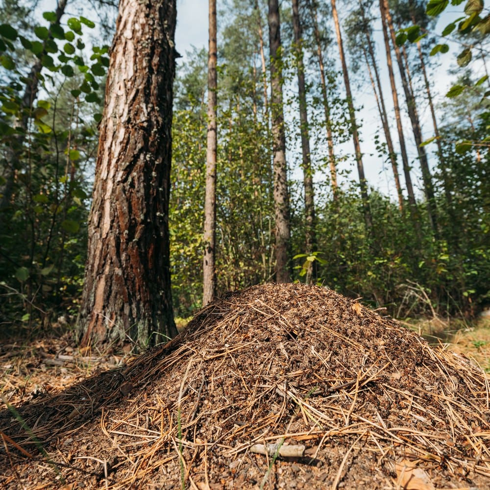 Anthill in the forest underneath tall pine trees