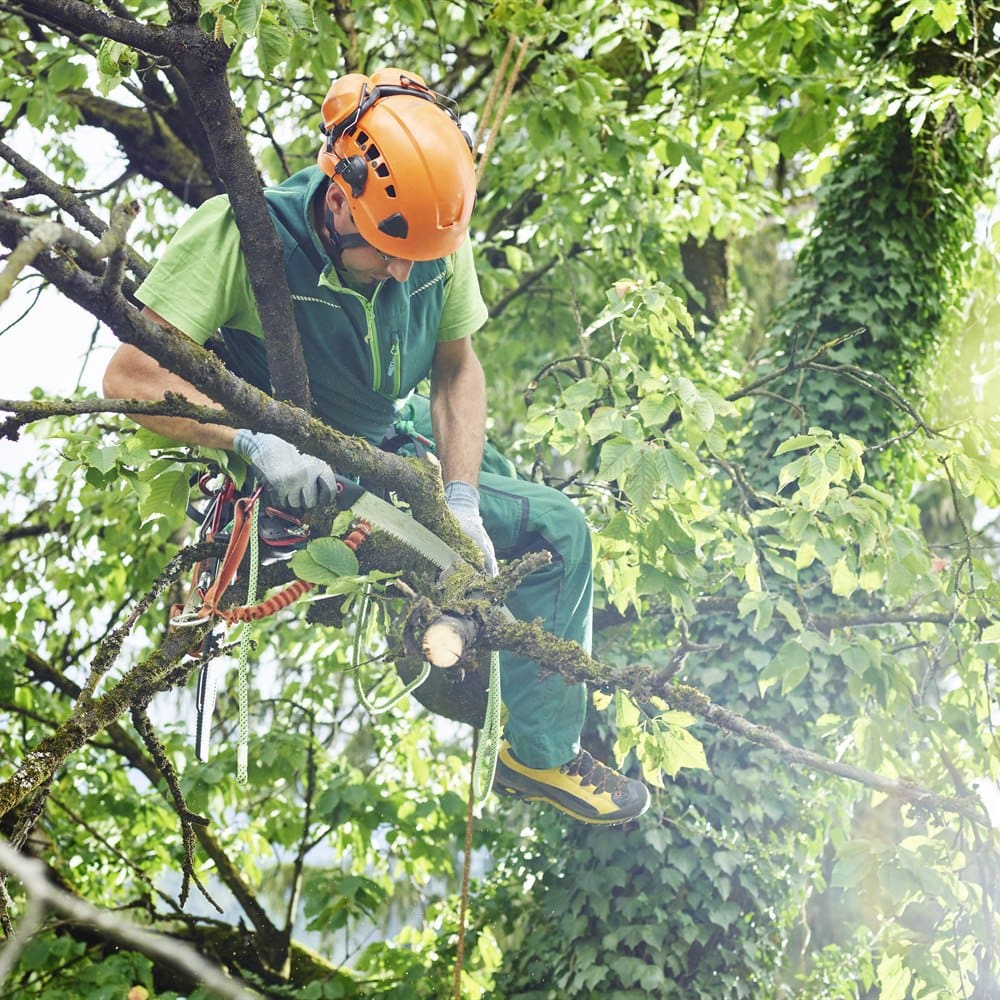 arborist-cutting-tree-branches-while-suspended Arborist cutting tree branches while suspended