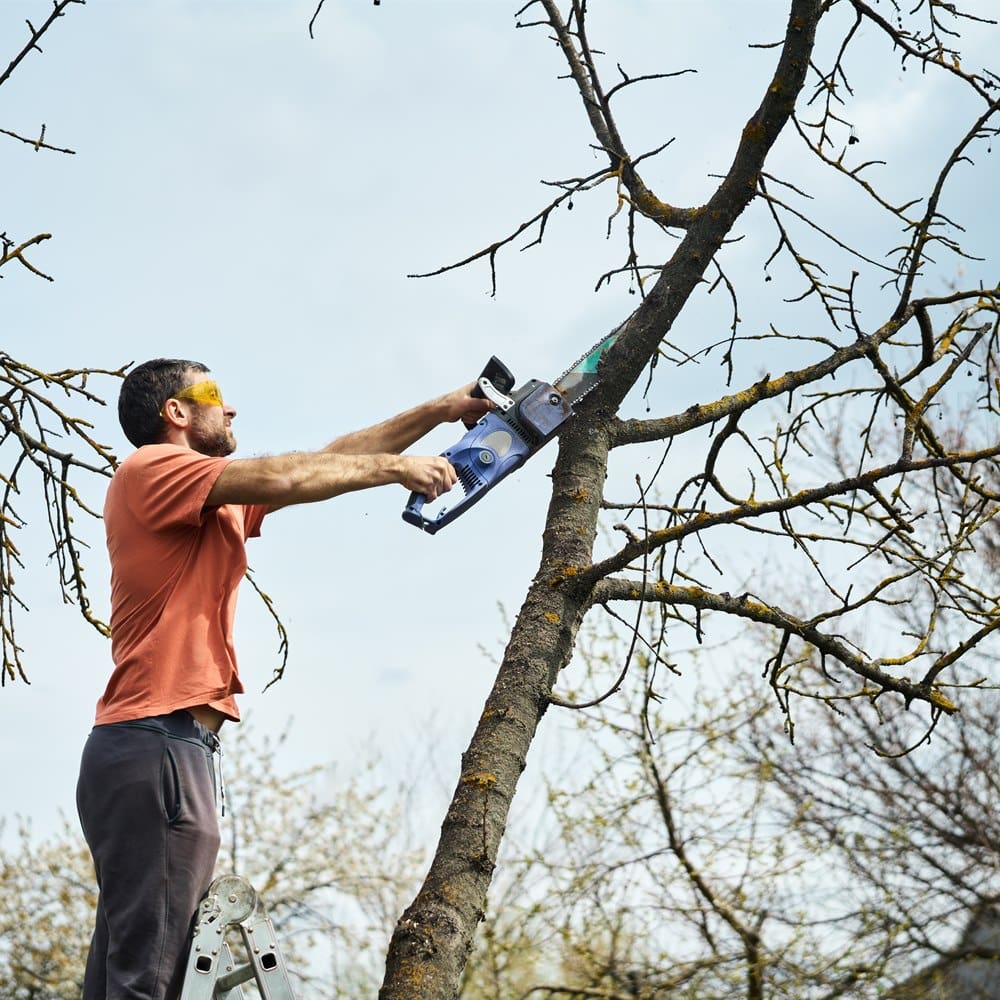Man pruning tree branches with powered saw